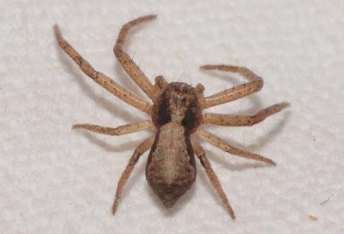 Réf. 277 838 : Tmarus sp.